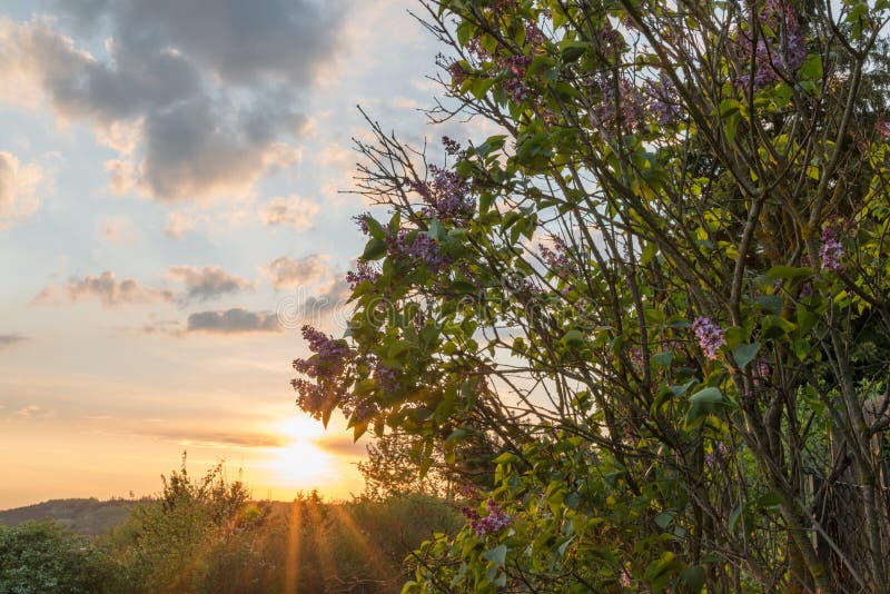 Solnedgång i höst med lilan i blom, Tyskland fotografering för bildbyråer