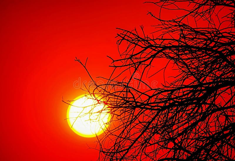 The sun sets on a hot fierce bush fire day. The sky is glowing glow orange, through the silhouette of the dry tree branches. The sun sets on a hot fierce bush fire day. The sky is glowing glow orange, through the silhouette of the dry tree branches.