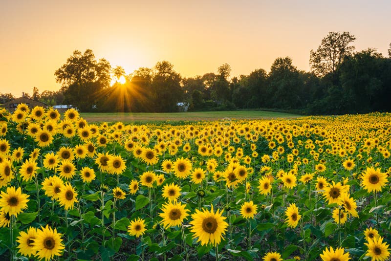 Solnedgång över ett solrosfält i Jarrettsville, Maryland fotografering för bildbyråer Solnedgång över ett solrosfält i Jarrettsville, Maryland fotografering för bildbyråer