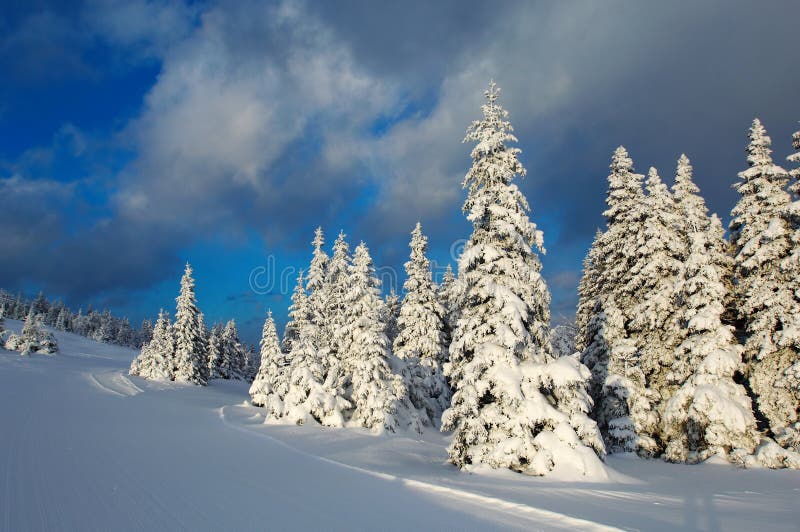 Solnedgångvinter royaltyfri bild