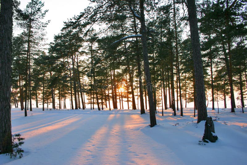 Solnedgångvinter royaltyfri fotografi