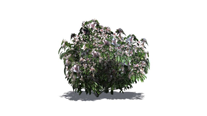 Arbusto De La Azalea En El Invierno Stock de ilustración - Ilustración de  invierno, varios: 122363649