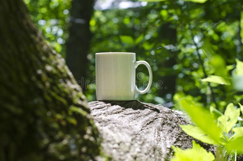 Young Coffee Trees Conilon Robusta Coffea Stock Photo 2348722393