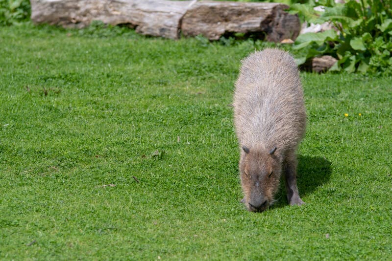 Solo Capybara-het weiden op kort gras royalty-vrije stock afbeelding Solo Capybara-het weiden op kort gras royalty-vrije stock afbeelding