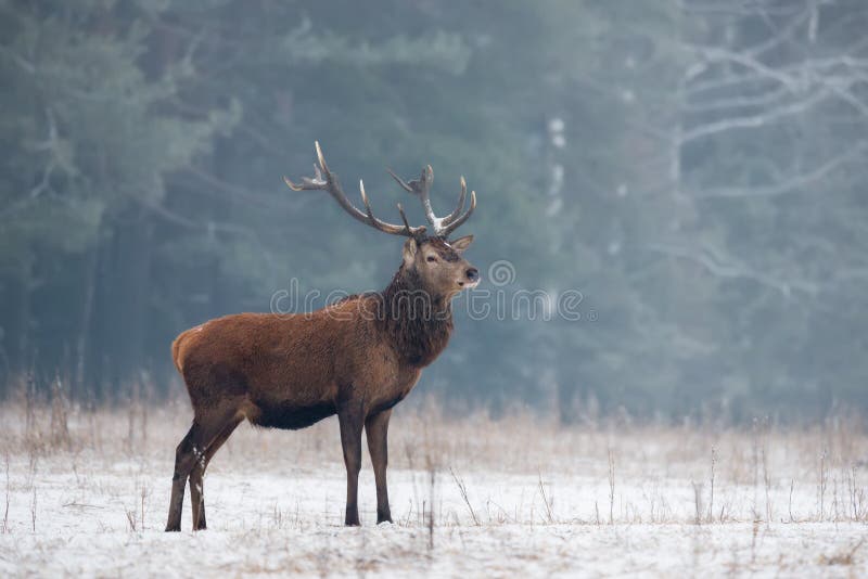 Solo Cervidae noble adulto de los ciervos comunes con los cuernos grandes en campo de hierba Nevado en Forest Background de niebl foto de archivo Solo Cervidae noble adulto de los ciervos comunes con los cuernos grandes en campo de hierba Nevado en Forest Background de niebl foto de archivo