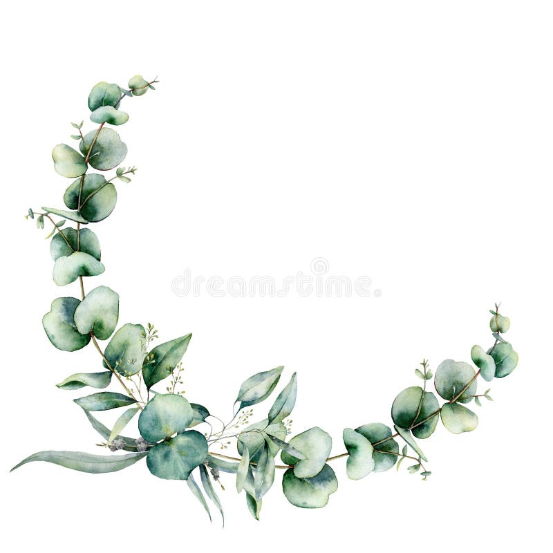 Solo floral de aquarela com folhas de eucalipto Ilustração pintada à mão com ramos e folhas isoladas em branco Solo floral de aquarela com folhas de eucalipto Ilustração pintada à mão com ramos e folhas isoladas em branco