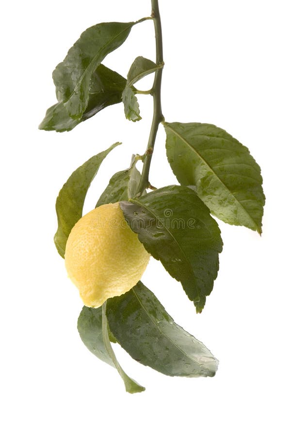 Solo lemon hanging from tree