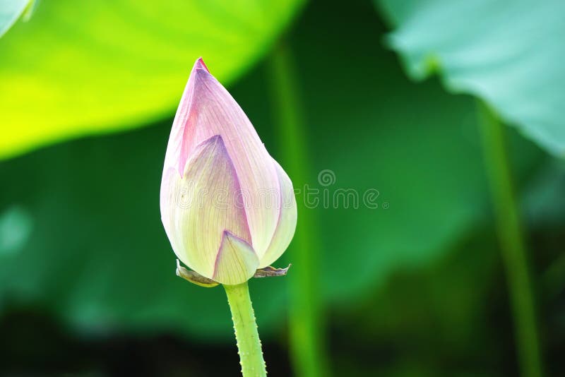 Solo palidezca - la flor de loto rosada con las hojas verdes borrosas en fondo foto de archivo libre de regalías Solo palidezca - la flor de loto rosada con las hojas verdes borrosas en fondo foto de archivo libre de regalías