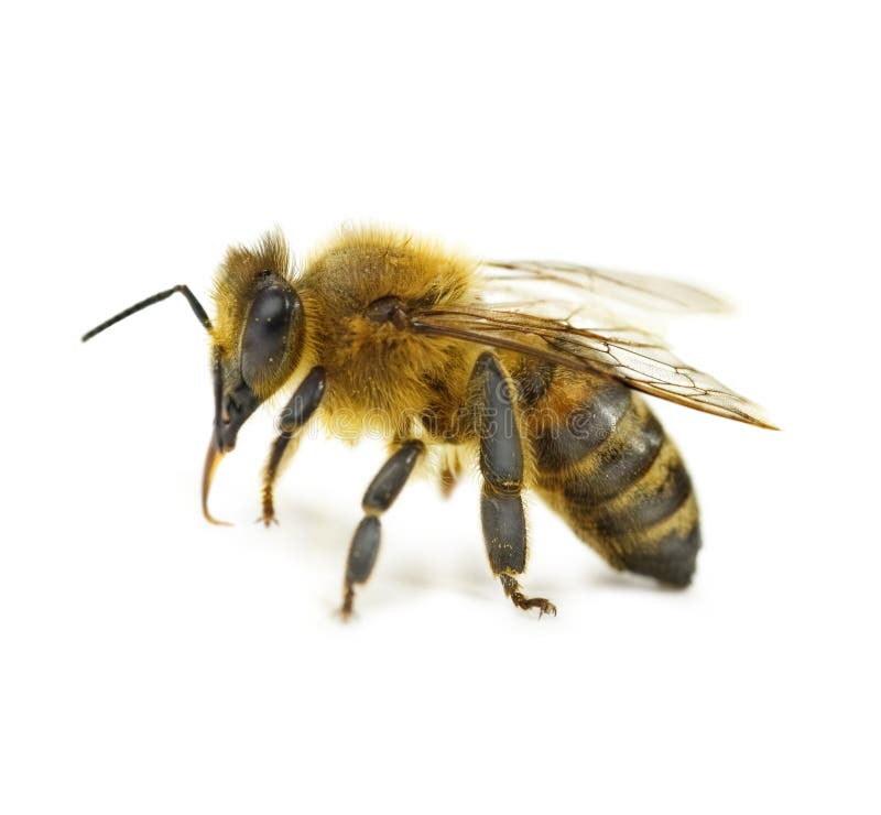 Solo primer de la abeja fotografía de archivo Solo primer de la abeja fotografía de archivo