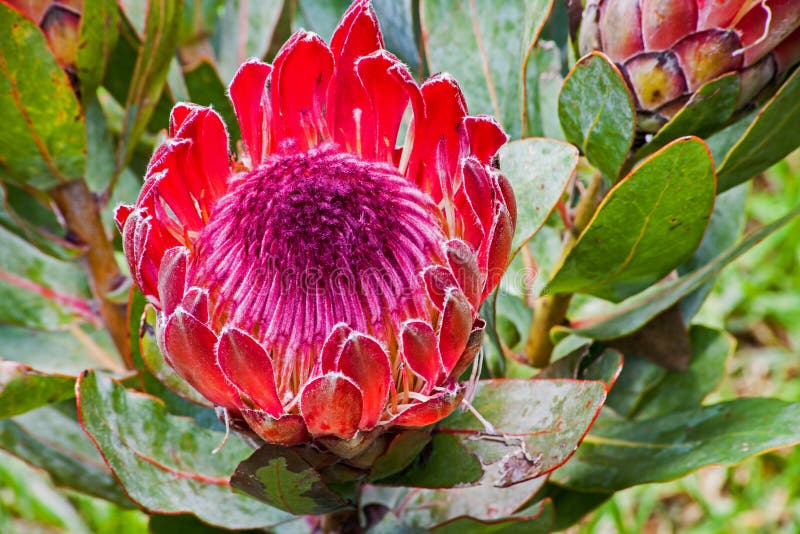 Solo Protea rojo imágenes de archivo libres de regalías Solo Protea rojo imágenes de archivo libres de regalías