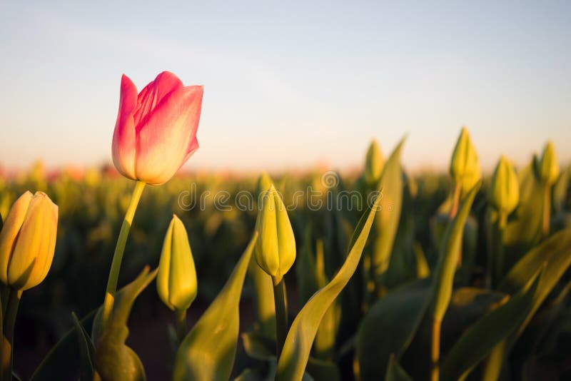 Solo- rosa Tulip Bends Opening First Agricultural-Blumen-Bauernhof stockfotos Solo- rosa Tulip Bends Opening First Agricultural-Blumen-Bauernhof stockfotos