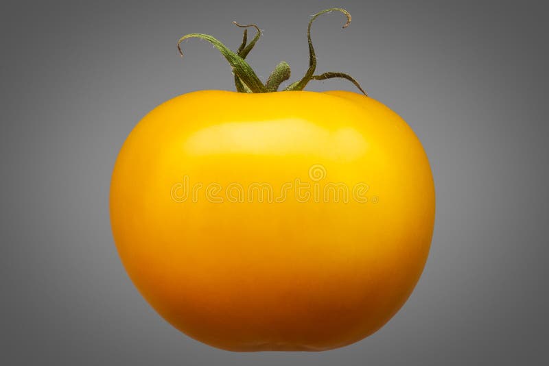 Solo tomate amarillo aislado en fondo gris imagenes de archivo