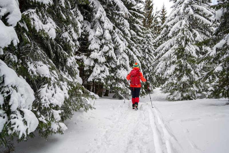 Solo turista femenino en una pista de senderismo nevosa del invierno, abetos nevados del paso que van, junto a pistas del esquí e imagenes de archivo Solo turista femenino en una pista de senderismo nevosa del invierno, abetos nevados del paso que van, junto a pistas del esquí e imagenes de archivo