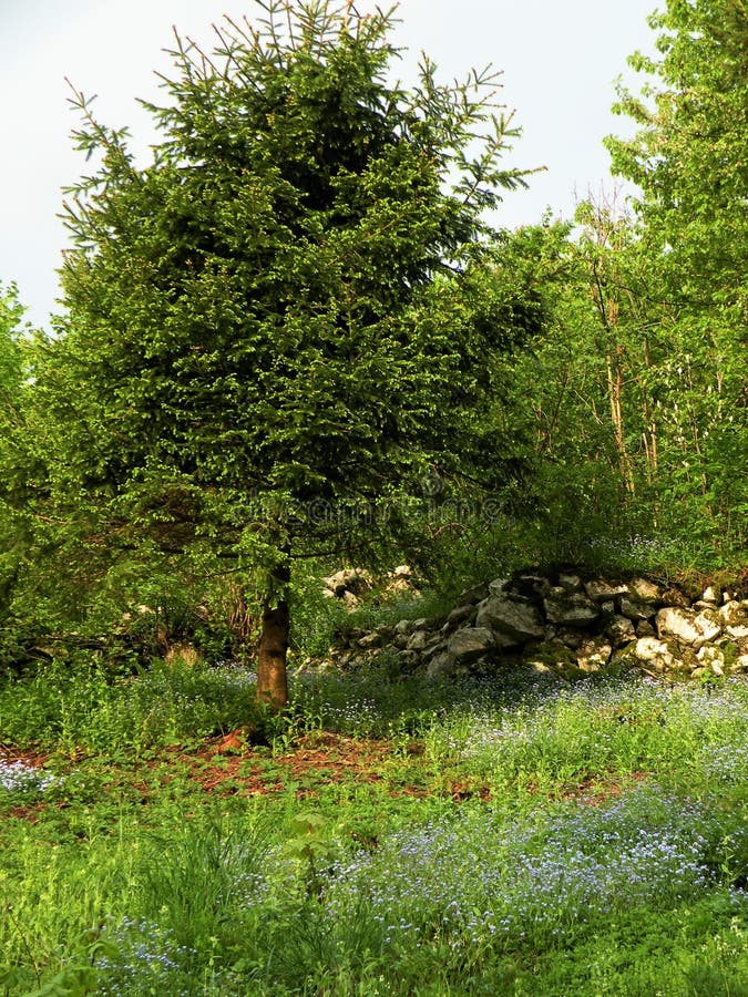 Solo verde, prado com azul para esquecer-me não na floresta fotos de stock Solo verde, prado com azul para esquecer-me não na floresta fotos de stock