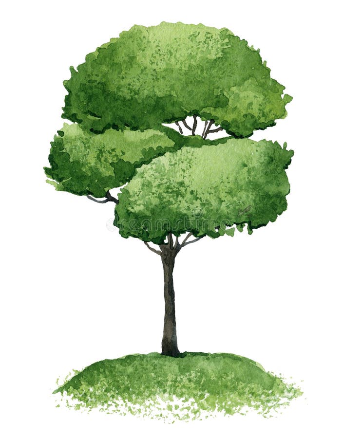 Solo árbol libre illustration Solo árbol libre illustration