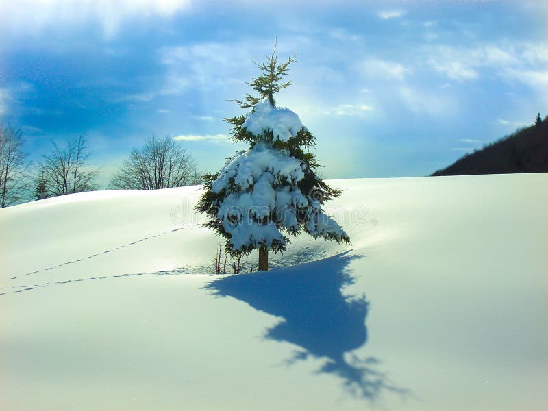 Solo árbol de pino nevado en manta de la nieve lisa con huellas