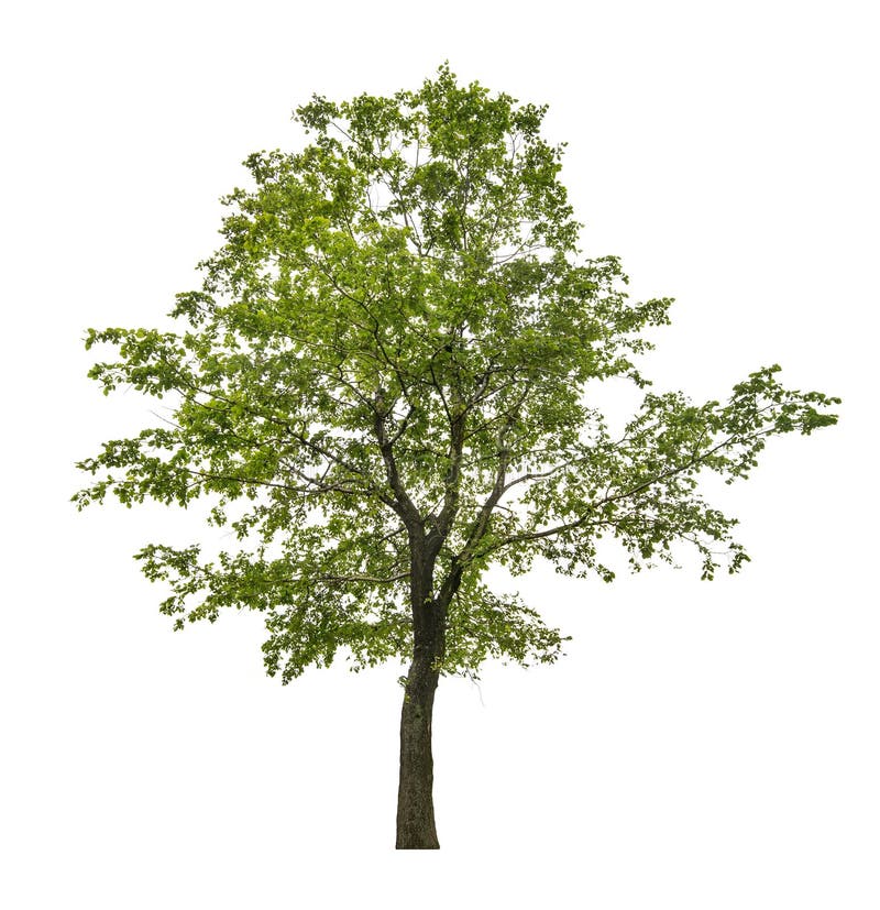 Solo árbol de tilo verde aislado en blanco imagenes de archivo Solo árbol de tilo verde aislado en blanco imagenes de archivo