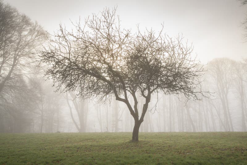 Solo árbol en niebla de la mañana fotos de archivo libres de regalías Solo árbol en niebla de la mañana fotos de archivo libres de regalías