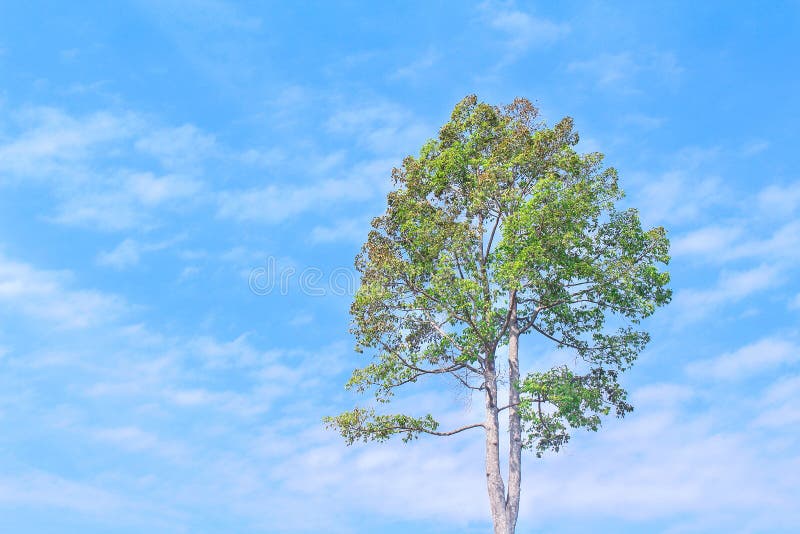 Solo árbol verde en el cielo azul vivo con las nubes en fondo en día de verano fotos de archivo libres de regalías Solo árbol verde en el cielo azul vivo con las nubes en fondo en día de verano fotos de archivo libres de regalías