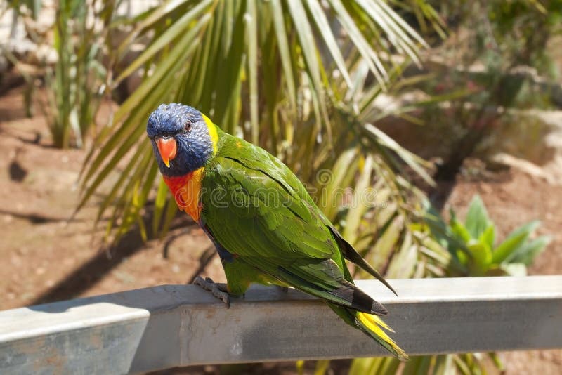 Solomon Island Eclectus Parrots (solomonensis di roratus di Eclectus) immagine stock libera da diritti Solomon Island Eclectus Parrots (solomonensis di roratus di Eclectus) immagine stock libera da diritti
