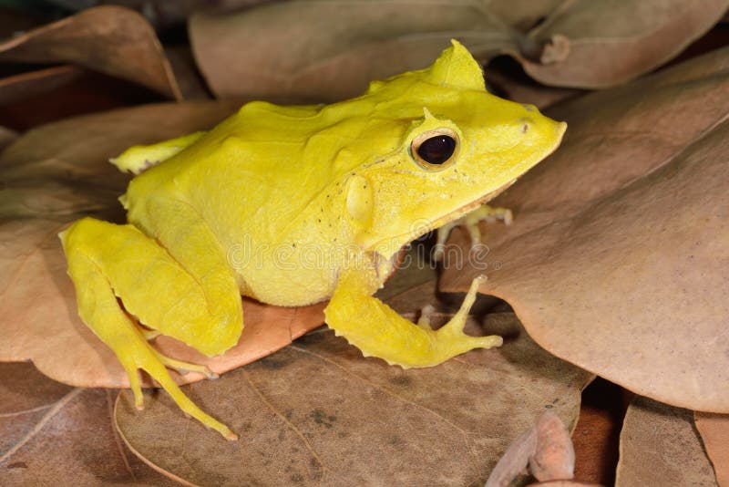 Solomon Isle Leaf Frog royalty free stock image Solomon Isle Leaf Frog royalty free stock image