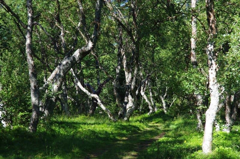 The grove of the dancing birches. Танцующий лес Соловки. Соловки Танцующие березы. Танцующие Березки на Соловках. Береза на Соловках.