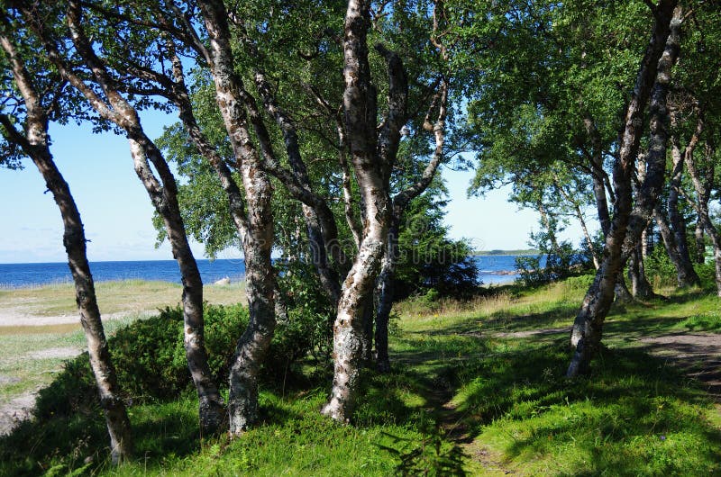 The grove of the dancing birches. Соловки Танцующие Березки. Танцующие березы на Соловках. Береза на Соловках. Березы и море.