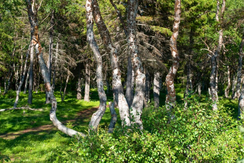 The grove of the dancing birches