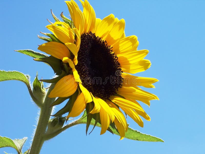 Sunflower with blue sky background. Sunflower with blue sky background