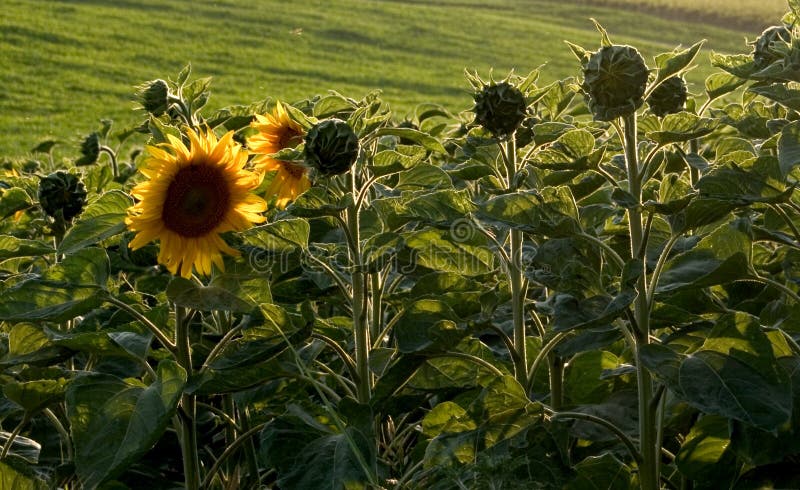 Download Solros arkivfoto. Bild av färger, färg, fält, blomma, yellow - 28854