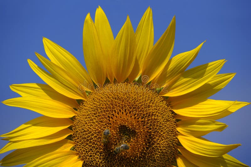 Thought I'd add my input into the extensive sunflower section of dreamstime. Thought I'd add my input into the extensive sunflower section of dreamstime.