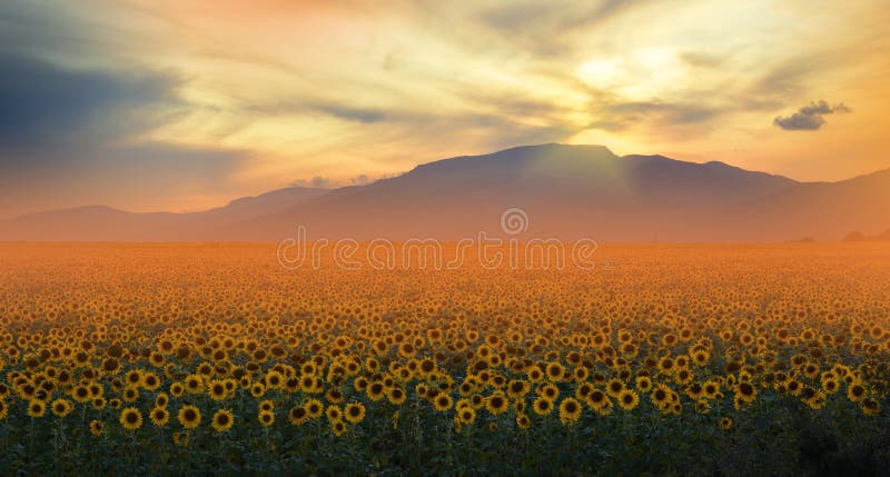 Solrosfält, solnedgång H?rlig orange naturbakgrund konstn?rlig base designwallpaper Konstfotografi jordbruks- liggande Himmel mol