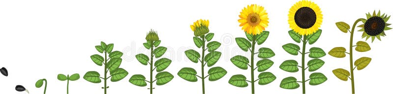 Solroslivcirkulering Tillväxtetapper från kärnar ur till att blomma och den fruktbärande växten stock illustrationer