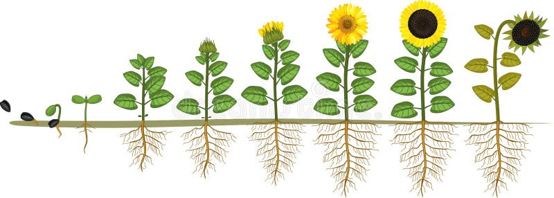 Solroslivcirkulering Tillväxtetapper från kärnar ur till att blomma, och den fruktbärande växten med rotar systemet stock illustrationer