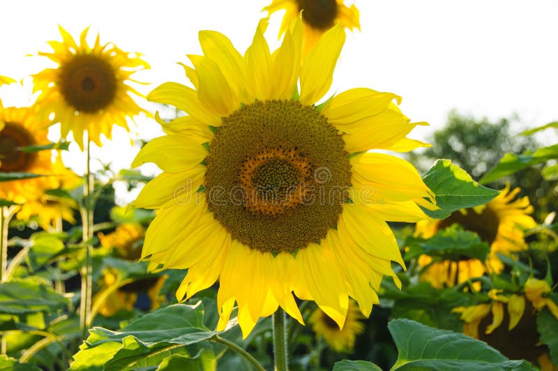 Solrosor på en grön natur för vita härliga solfärger för bakgrund blommar royaltyfri foto Solrosor på en grön natur för vita härliga solfärger för bakgrund blommar royaltyfri foto