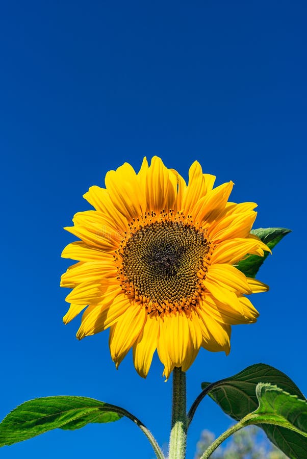 Solrosskenguling mot blå himmel royaltyfria foton Solrosskenguling mot blå himmel royaltyfria foton