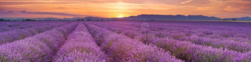 Soluppgång över fält av lavendel i Provence, Frankrike arkivbilder