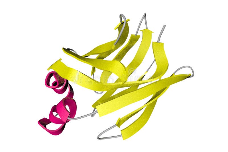 Solution Structure of Human Intestinal Fatty Acid Binding Protein