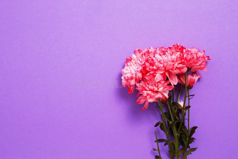 Solvit av bläckrosa bläckblommor Överkänslig vy och kopieringsutrymme Lägga upp och mallbakgrund tom Mor dag och vårsommar arkivfoton Solvit av bläckrosa bläckblommor Överkänslig vy och kopieringsutrymme Lägga upp och mallbakgrund tom Mor dag och vårsommar arkivfoton