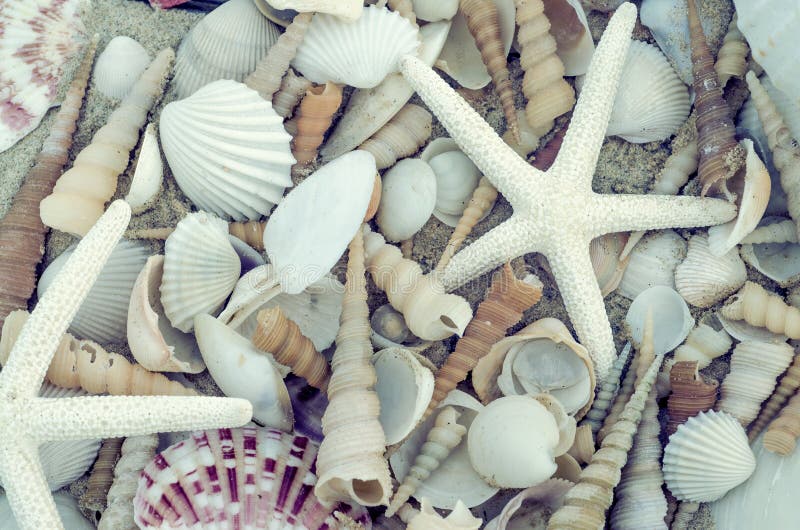 Bunch of seashells on still life. Image can be used as background. Bunch of seashells on still life. Image can be used as background