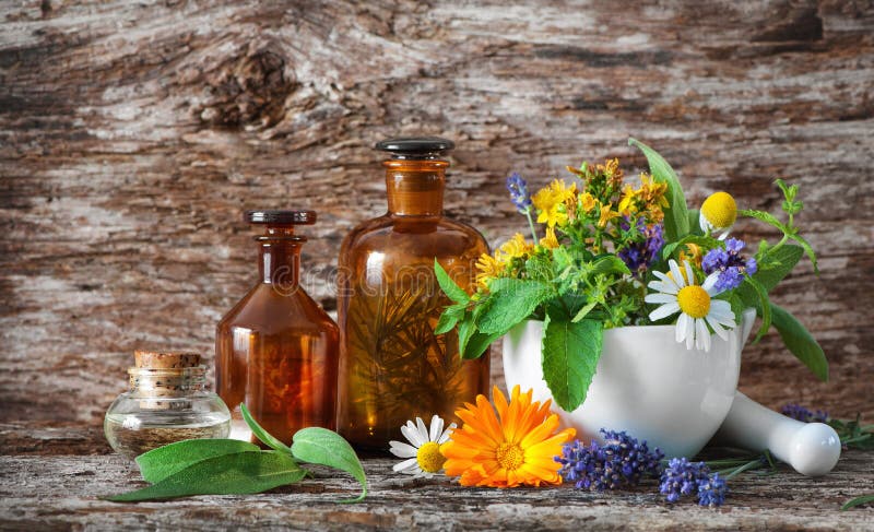 som behandling för perforatum för medicin för hypericum för fördjupning effektiv växt- bara medicinal växter fotografering för bildbyråer som behandling för perforatum för medicin för hypericum för fördjupning effektiv växt- bara medicinal växter fotografering för bildbyråer