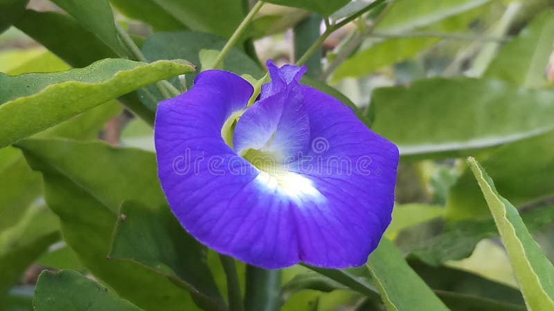 Download Som en bild fotografering för bildbyråer. Bild av blomma - 106825973