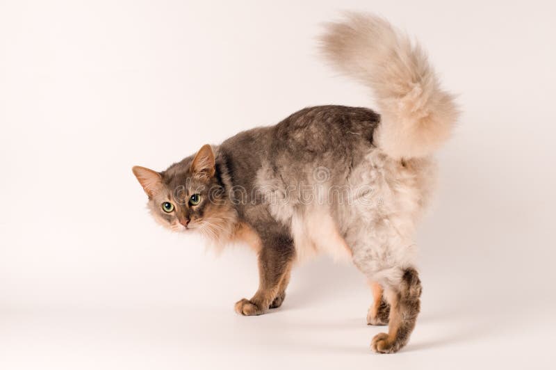 Somali cat blue color