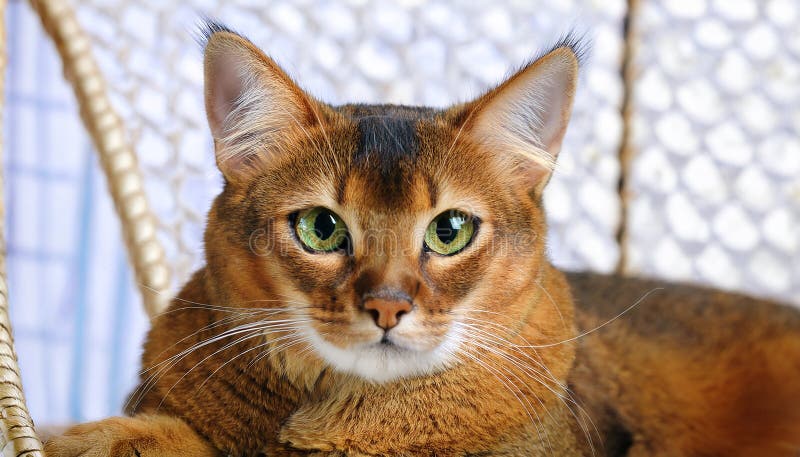 The Somali Cat stock illustration