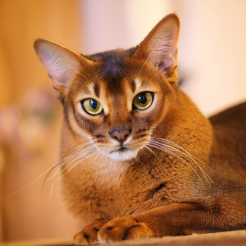 The Somali Cat vector illustration
