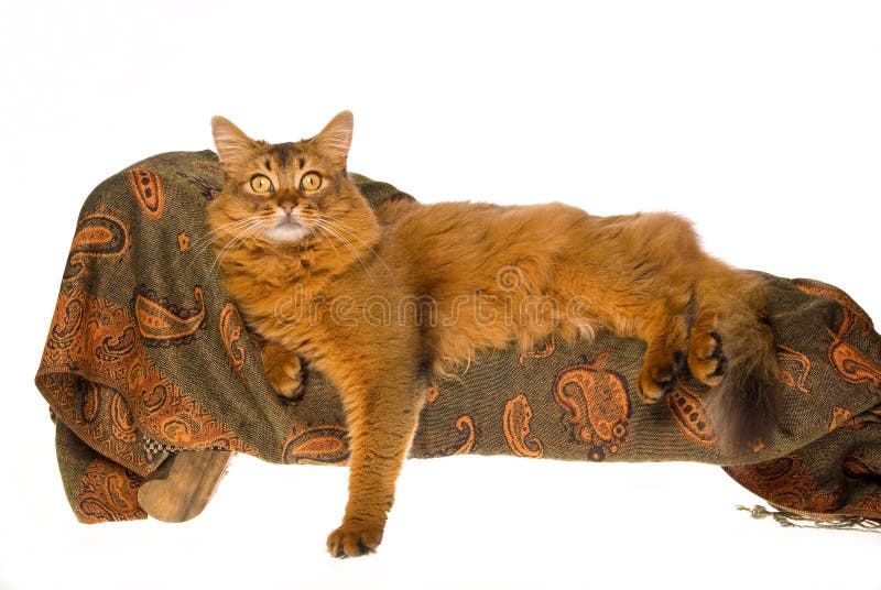 Siamese cat stock photo. Image of siamese, pussycat, softness 9586520