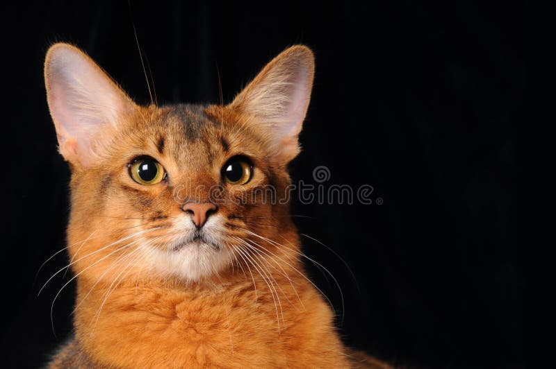 Somali cat portrait on dark background