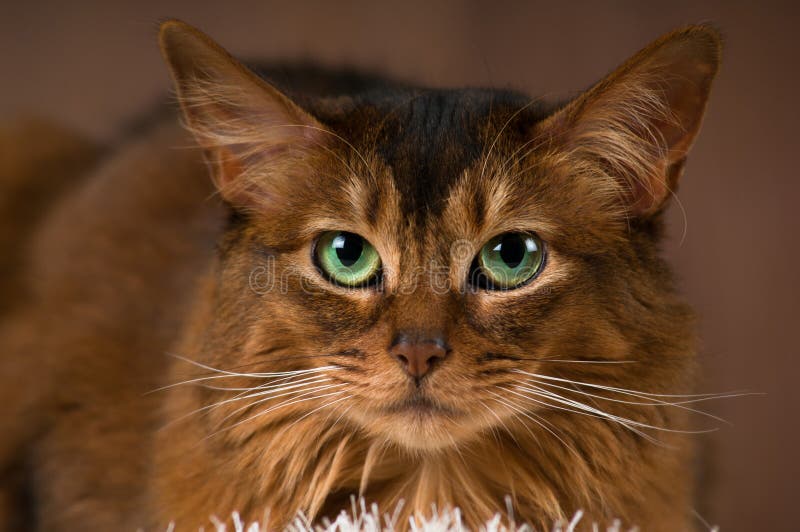 Somali cat portrait