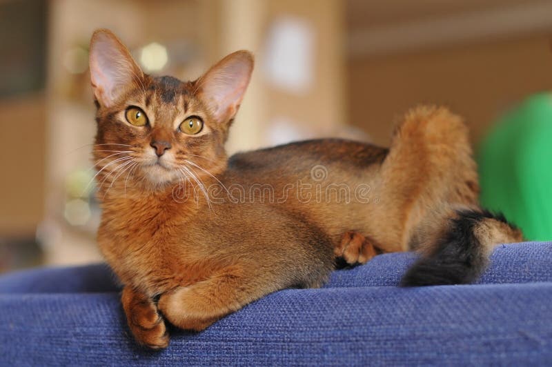 Somali cat ruddy color portrait on blue sofa