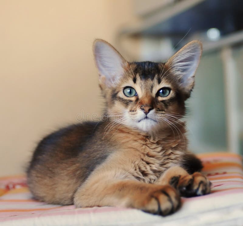 Somali kitten ruddy color